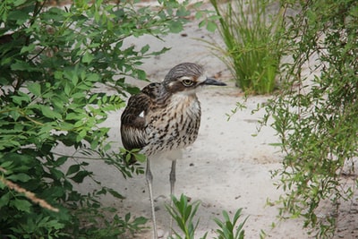 Brown soil in brown and white bird
